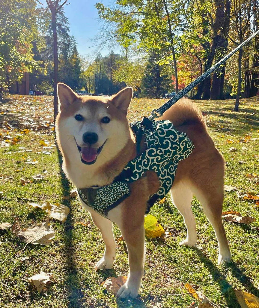Tutu the Barketing Officer