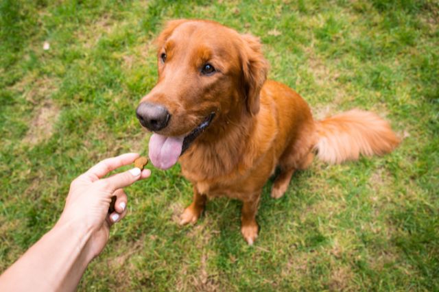 Happy dog taking supplement chews on grass
