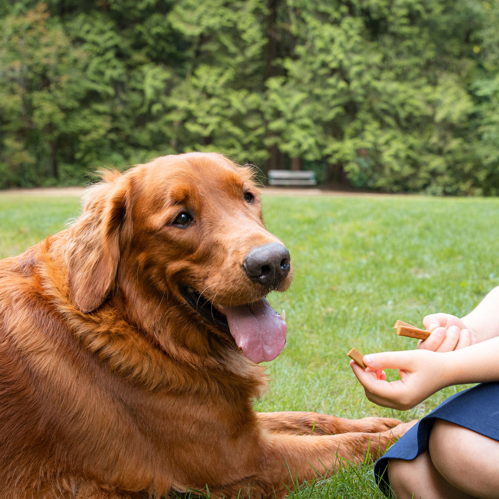 Happy dog eating treats