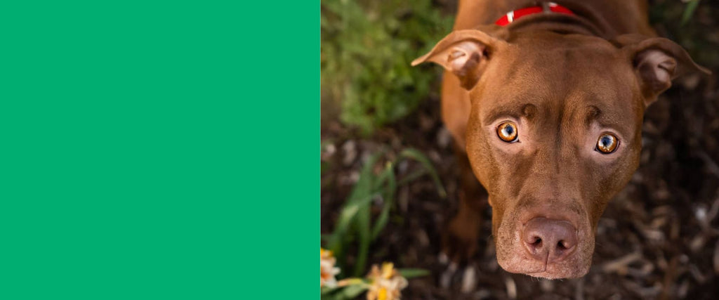Rescue dog