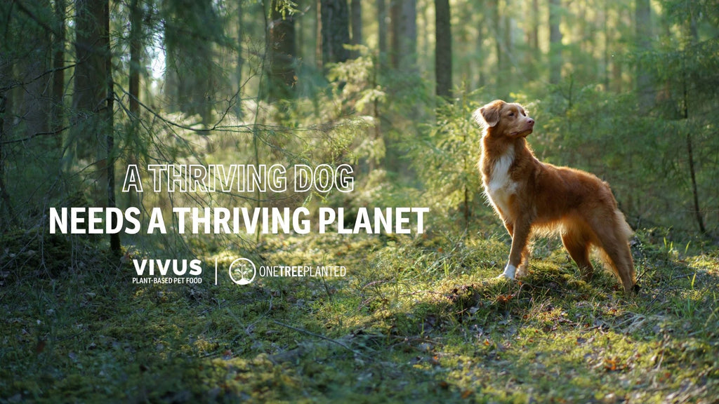 Dog in nature One Tree Planted Vivus Pets