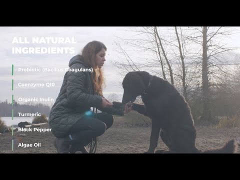 Gastrointestinal Support Chewable Supplement